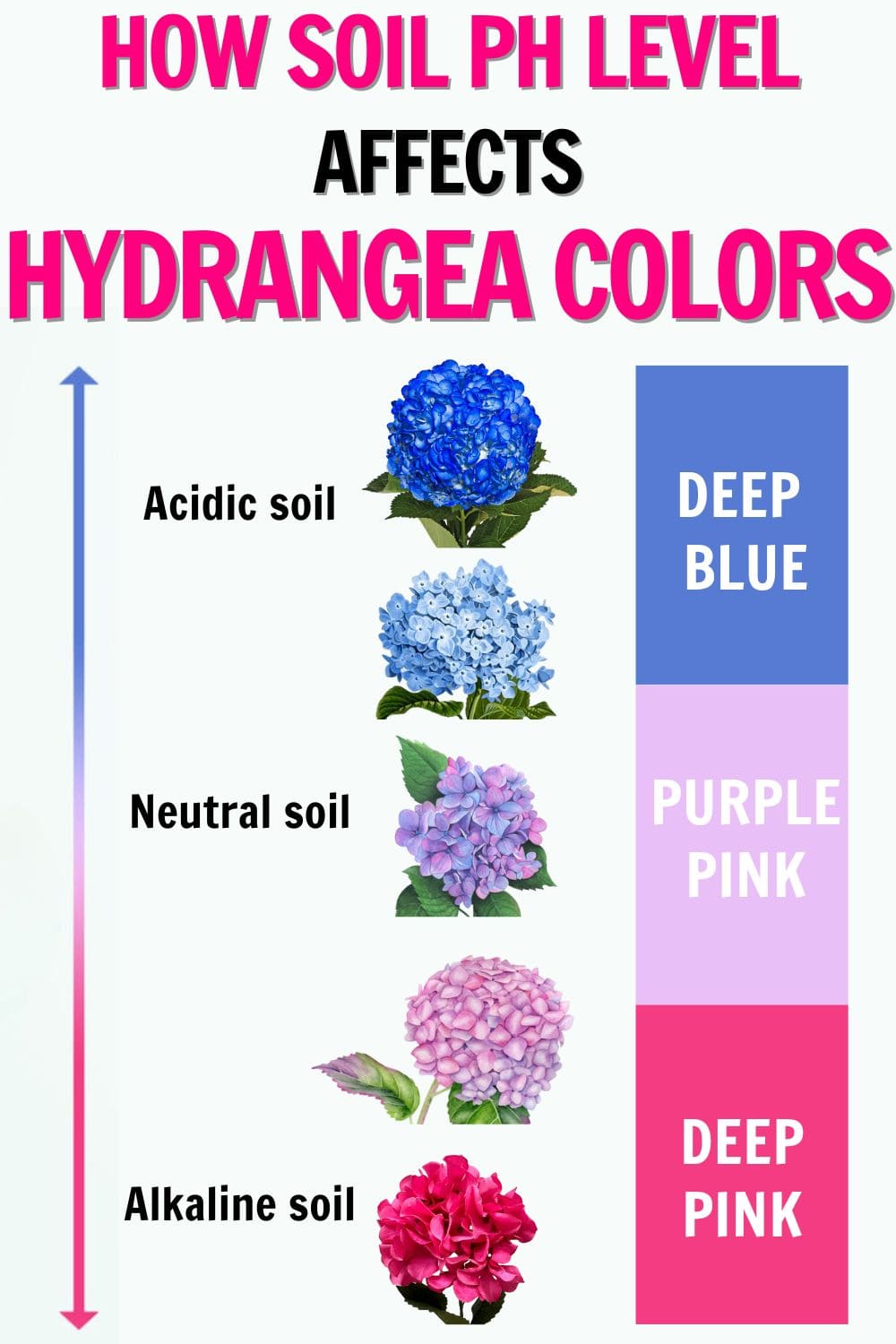 Hydrangea Colors & Soil pH: How To Make Your Blooms Blue, Pink, Or Even Purple