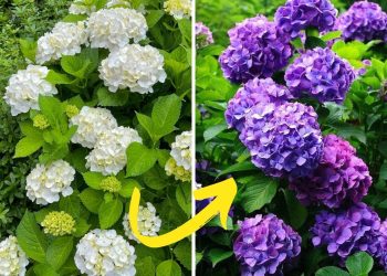 Hydrangea Colors & Soil pH: How To Make Your Blooms Blue, Pink, Or Even Purple