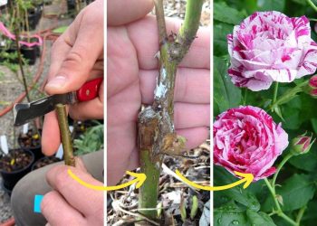 How to Graft a Rose Bush for Multi-Colored Blooms