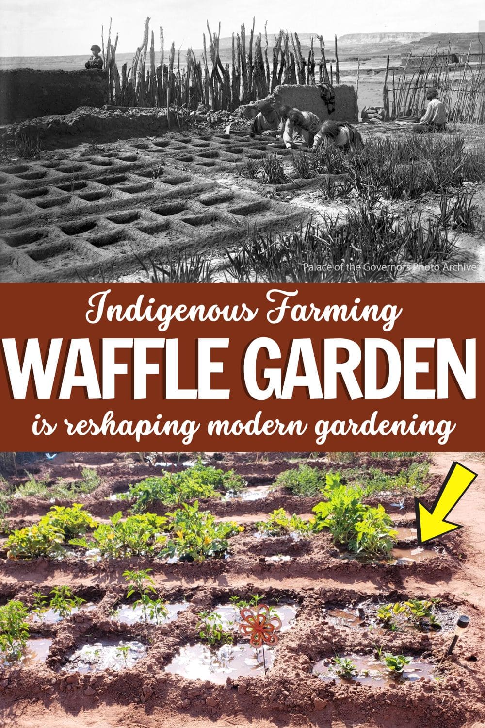 What are Waffle Gardens? How This Indigenous Farming Wisdom Is Reshaping Modern Gardening
