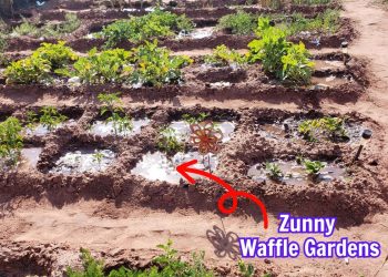 What are Waffle Gardens? How This Indigenous Farming Wisdom Is Reshaping Modern Gardening