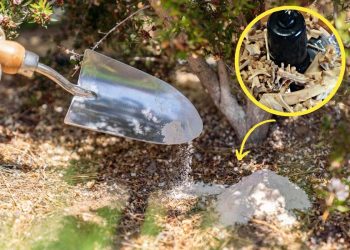 How to Make Garden Fertilizer From Bone Meal Scraps