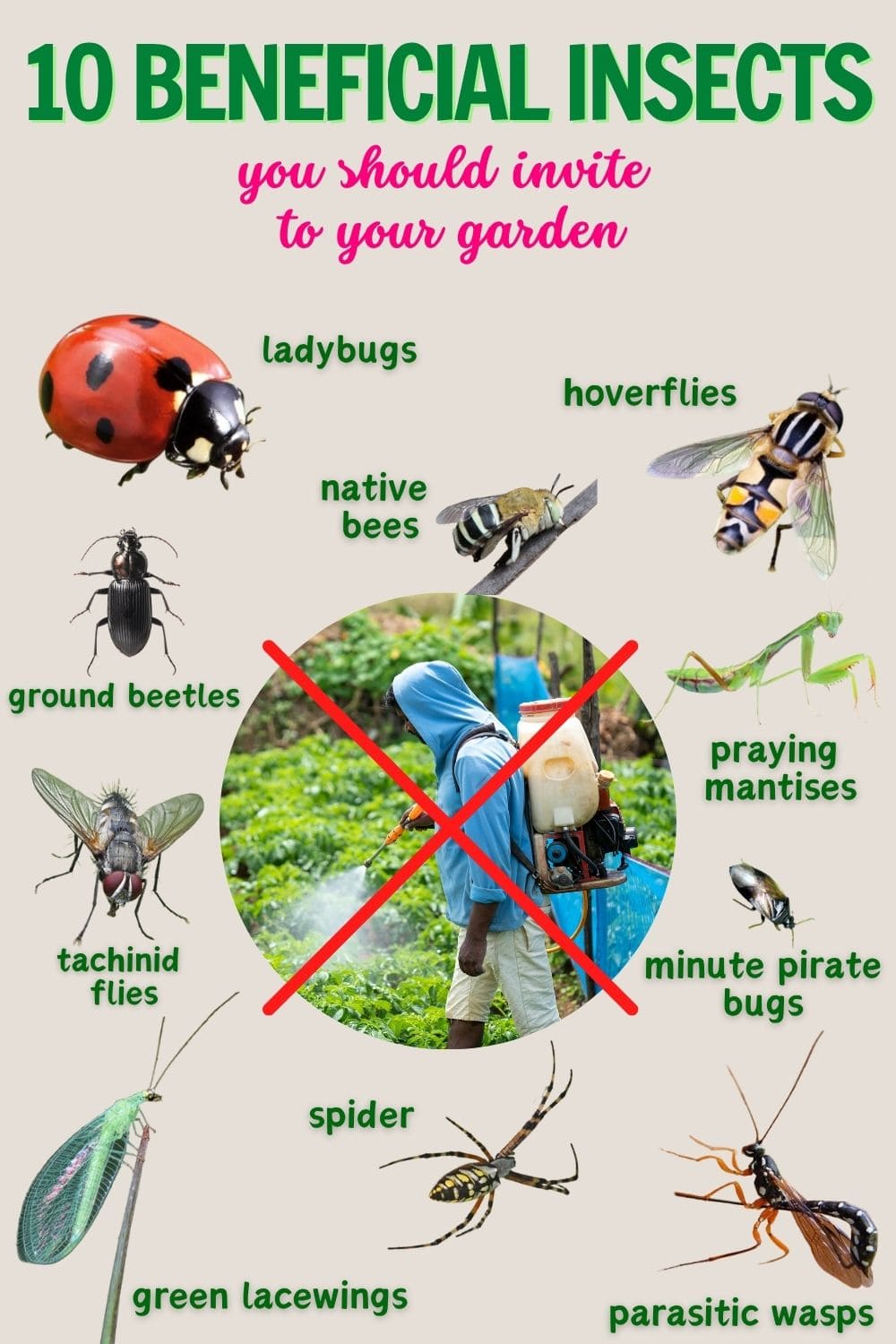 10 Beneficial Insects You Should Invite to Your Garden
