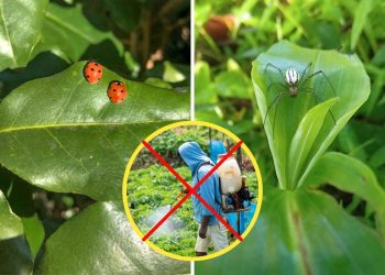 10 Beneficial Insects You Should Invite to Your Garden