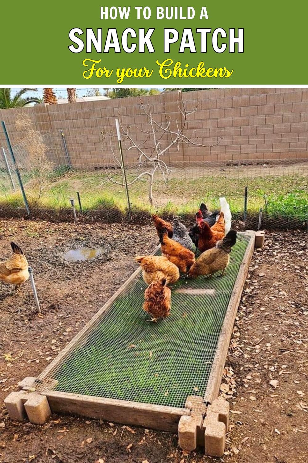 How to Build a Chicken Snack Patch: A Fun, Mess-Free Way to Treat Your Flock