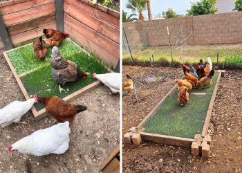 How to Build a Chicken Snack Patch: A Fun, Mess-Free Way to Treat Your Flock