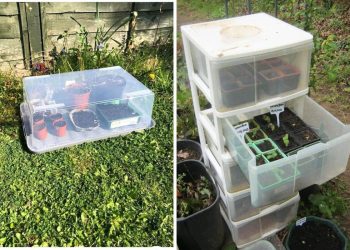 22 Creative Mini Greenhouse Projects That’ll Keep Your Plants Happy and Safe
