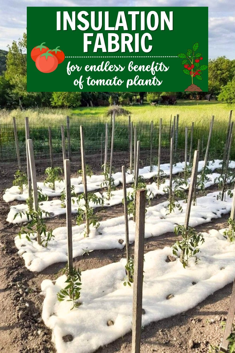 Why More and More Gardeners Are Turning to Breathable Insulation Fabric for Their Tomatoes?