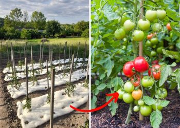 Why More and More Gardeners Are Turning to Breathable Insulation Fabric for Their Tomatoes?