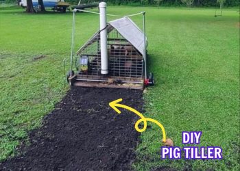 How I Built a Simple Pig Tiller That Runs on Food Scraps, Not Fuel