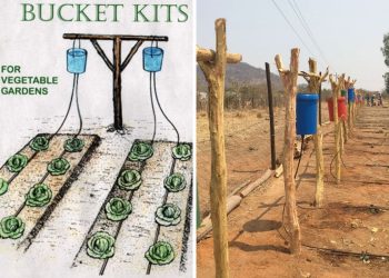 Chapin Bucket Irrigation Conserves Every Drop And Here’s Your Guide