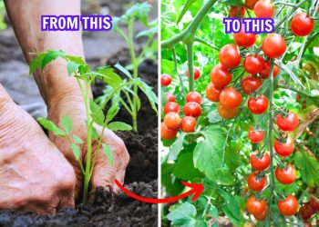 Following These 15 Tricks Helps You Harvest Brag of Tomatoes