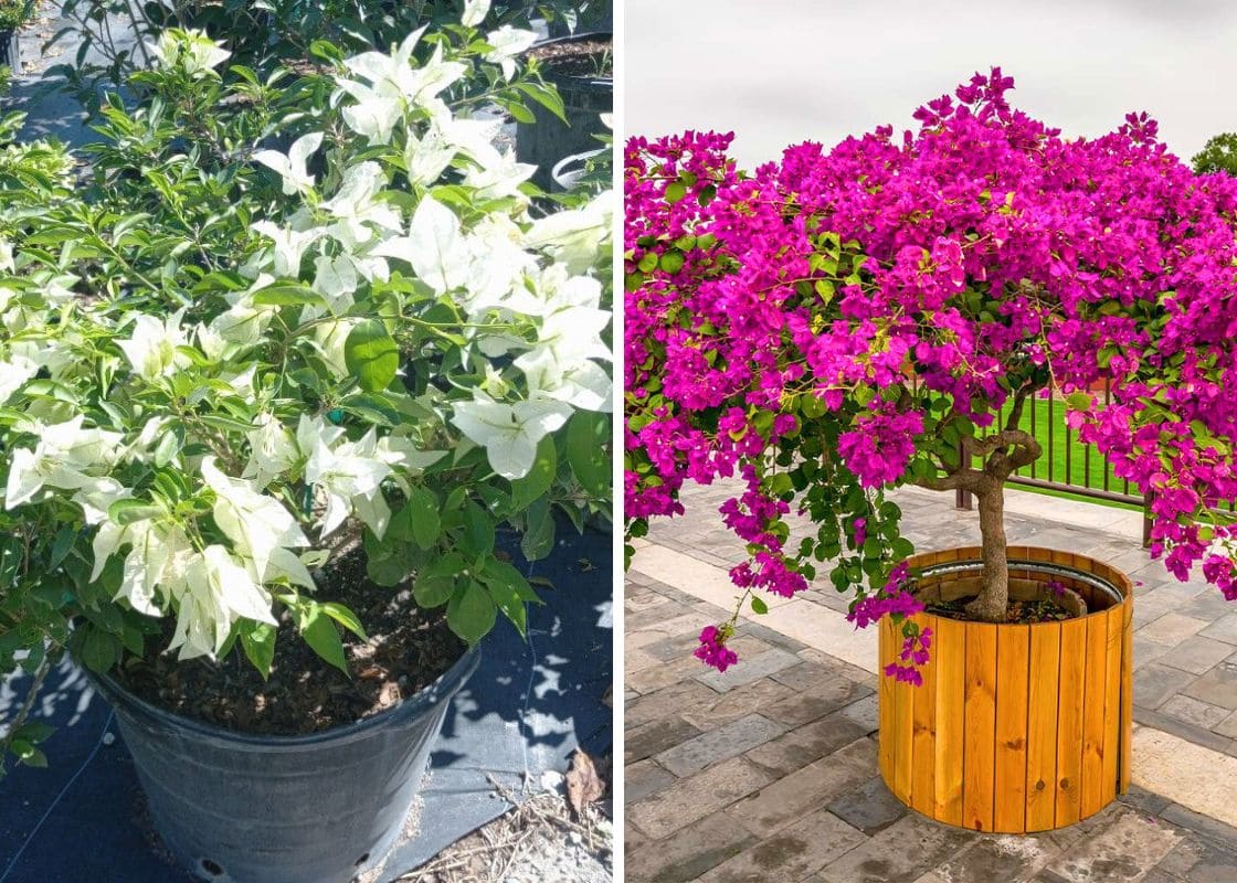 Top 9 Bougainvillea Varieties to Brighten Your Garden