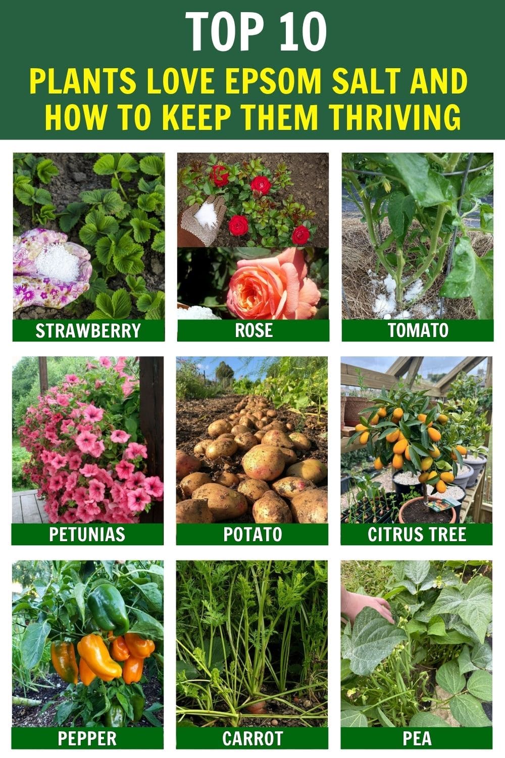 10 Plants Love Epsom Salt And How To Keep Them Thriving