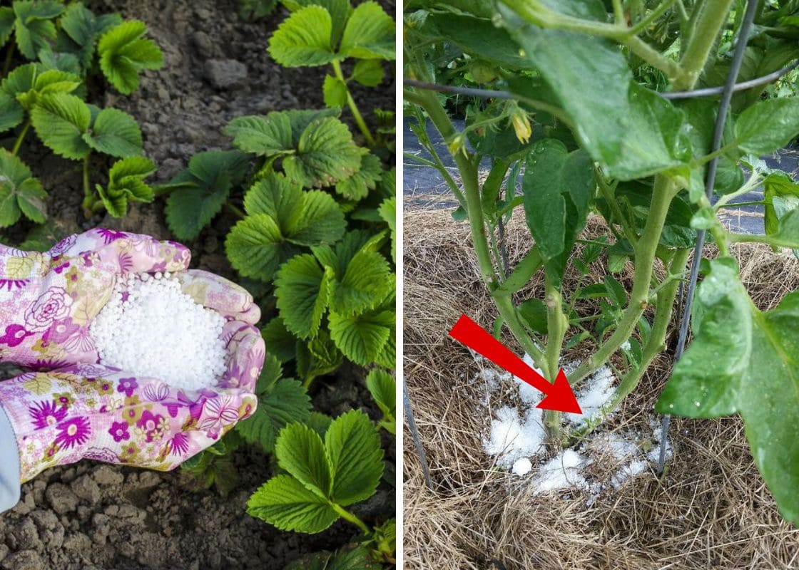 10 Plants Love Epsom Salt And How To Keep Them Thriving