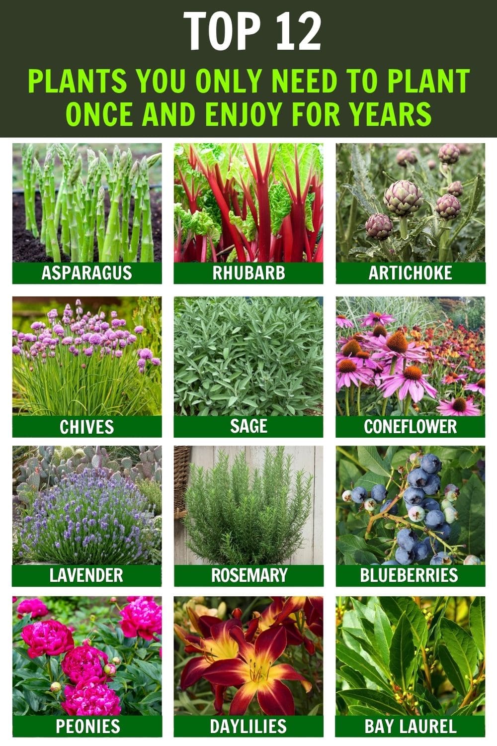 12 Wonderful Plants You Only Need to Plant Once and Enjoy for Years