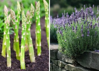 12 Wonderful Plants You Only Need to Plant Once and Enjoy for Years