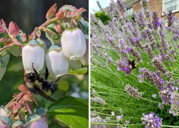 Here Are 10 Best Plants That Help Us Save Our Bees