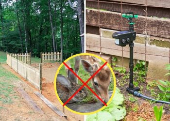 How to Keep Wild Animals Out of Your Garden Without Losing Your Mind