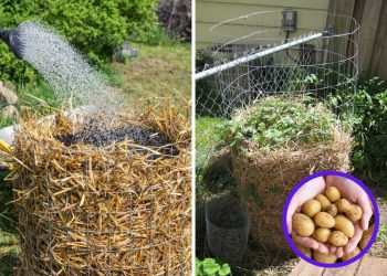 How to Build a Potato Tower for a Massive Harvest Even in a Tiny Garden
