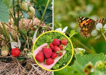 Here are 8 Super Tips to Grow Big And Juicy Strawberries