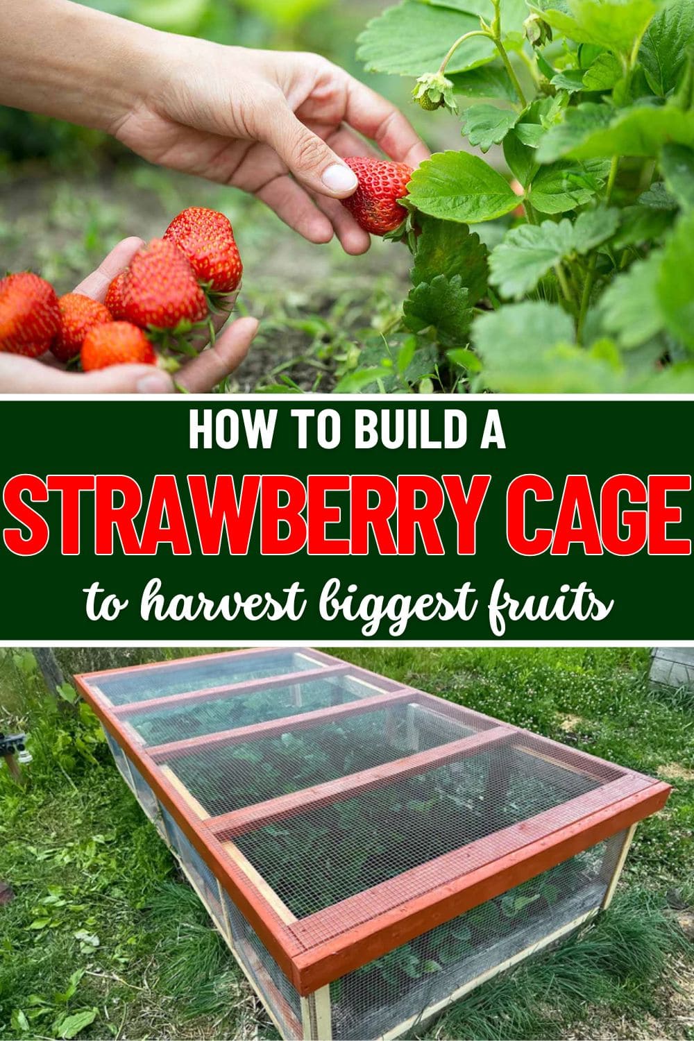 How to Build a Simple Strawberry Cage to Help Your Plants Grow Bigger and Cleaner
