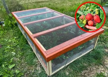 How to Build a Simple Strawberry Cage to Help Your Plants Grow Bigger and Cleaner