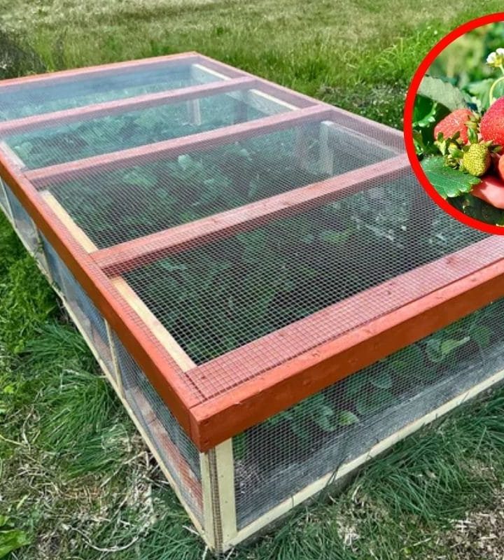 How to Build a Simple Strawberry Cage to Help Your Plants Grow Bigger ...
