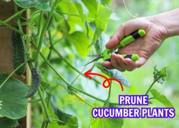 How to Prune Cucumber Plants for the Biggest Yields