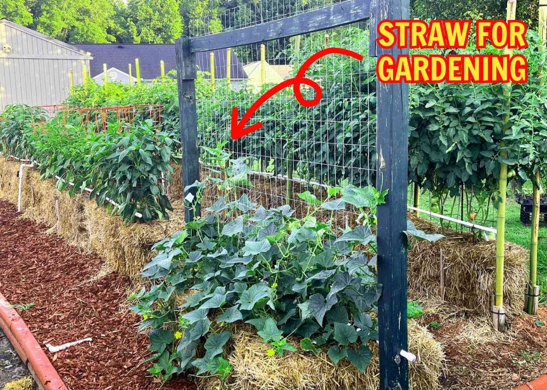 11 Genius Ways to Use Straw in Gardening That Go Way Beyond Mulch