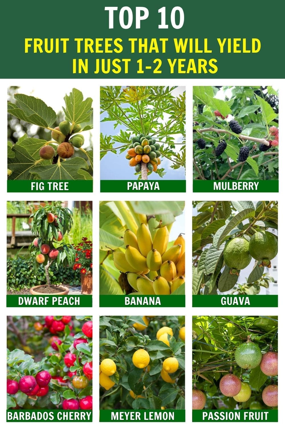 10 Fastest Fruit Trees That Will Reward You With Harvests in Just 1-2 Years