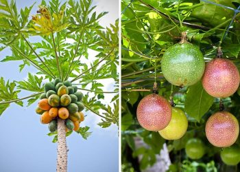 10 Fastest Fruit Trees That Will Reward You With Harvests in Just 1-2 Years