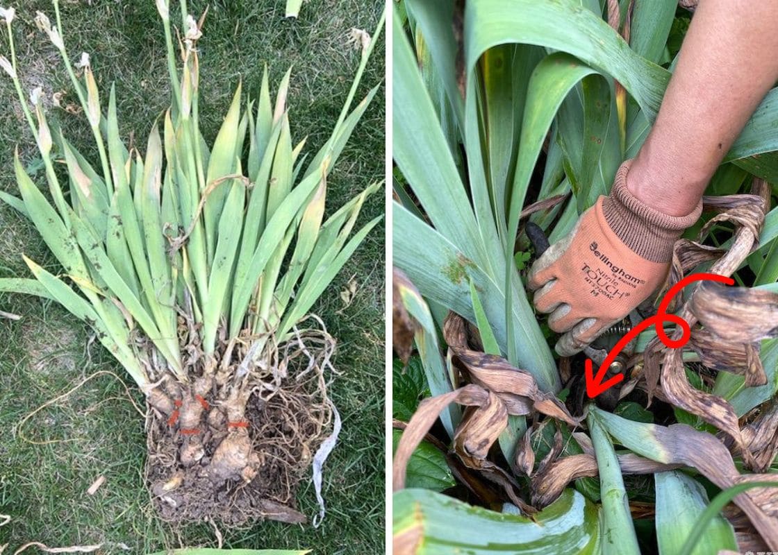 When and How to Cut Back Irises For Better Blooms Next Year