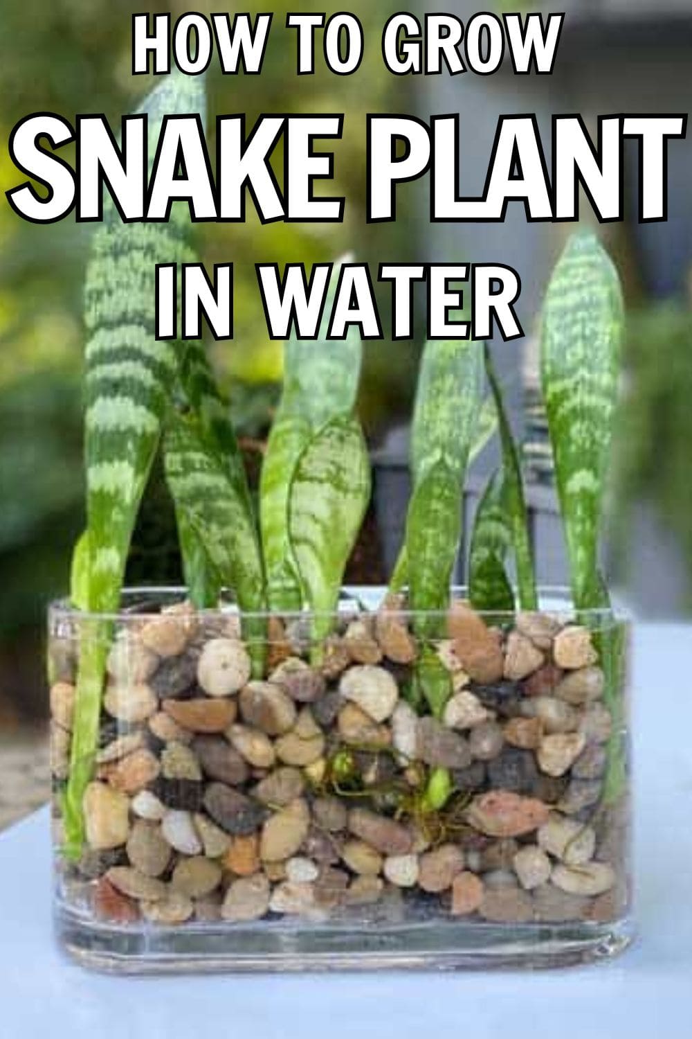 How to Grow Snake Plants in Water Without Soil