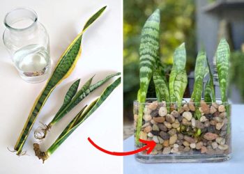 How to Grow Snake Plants in Water Without Soil