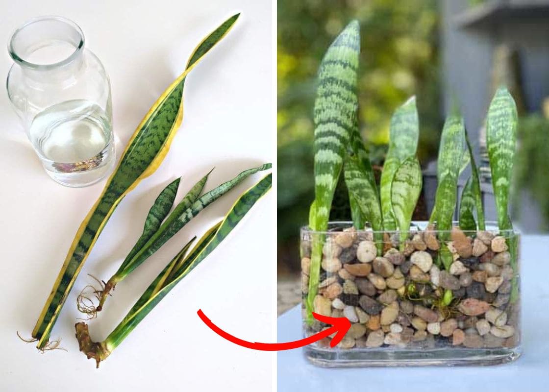 How to Grow Snake Plants in Water Without Soil