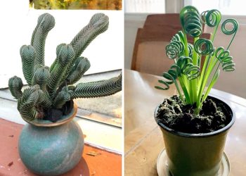 15 Strange Houseplants That Make Your Home Look Like a Botanical Wonderland