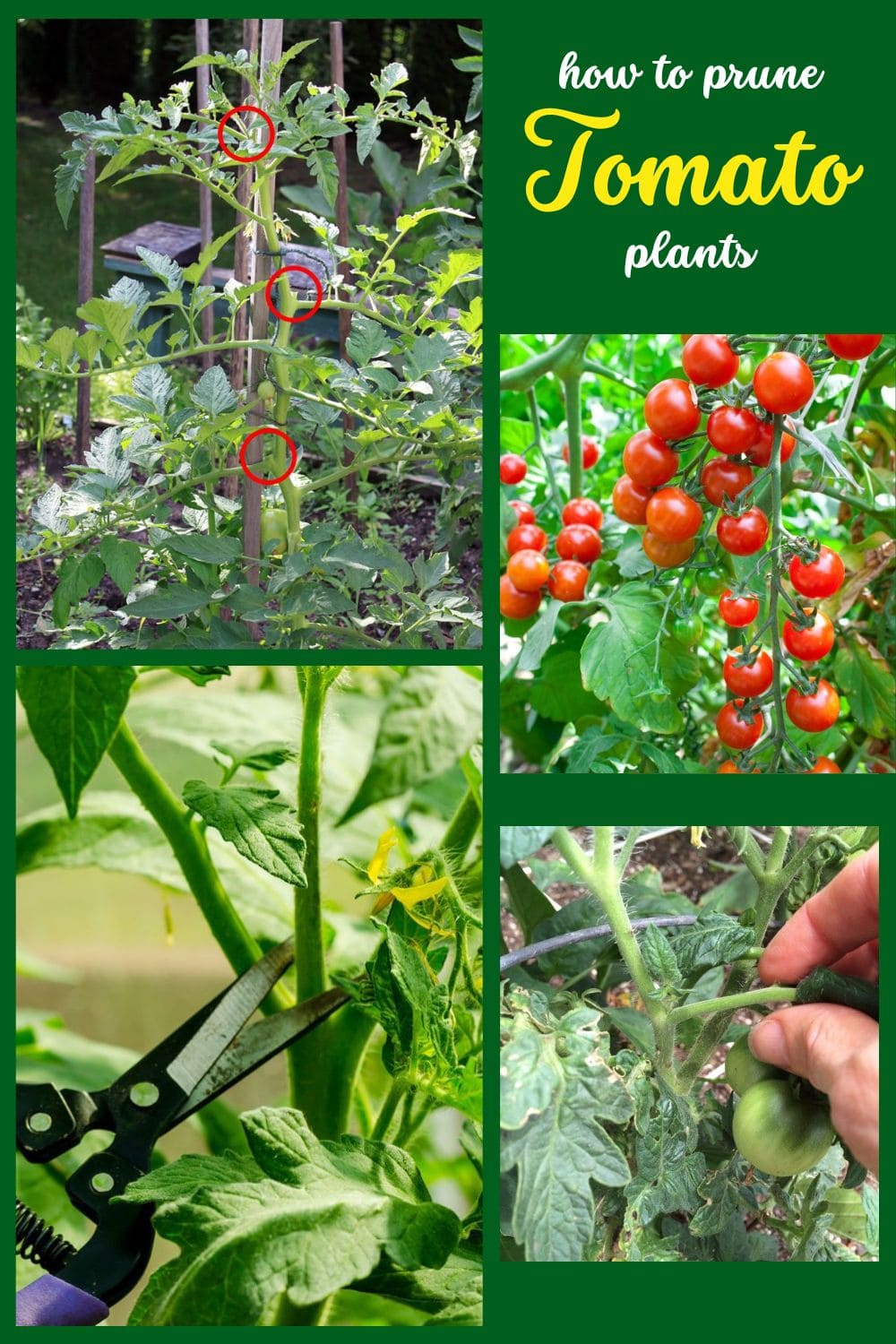How to Prune Tomato Plants Like a Pro for Bigger, Juicier Harvests