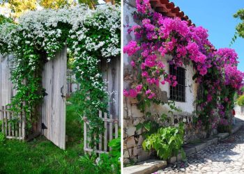 10 Fastest Growing Vines for Trellises That’ll Cover Any Space in No Time