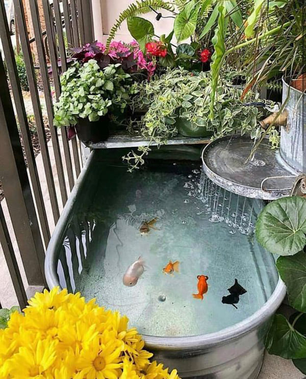 Galvanized Tub Fish Pond