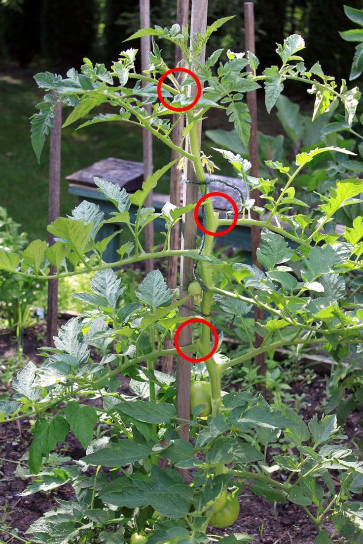 Following These 15 Tricks Helps You Harvest Brag of Tomatoes