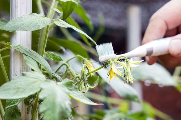 Following These 15 Tricks Helps You Harvest Brag of Tomatoes