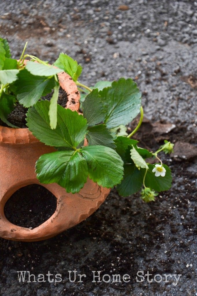 Here are 8 Super Tips to Grow Big And Juicy Strawberries