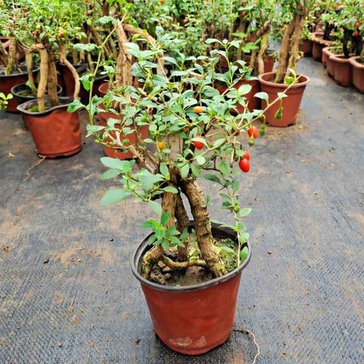 15 Indoor Fruit Plants That Bring Freshness Right to Your Home