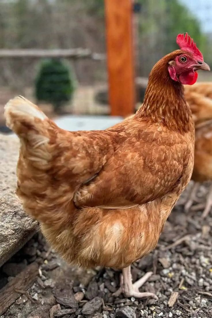 Top 10 Best Laying Hen Breeds for Fresh Eggs All Year Round