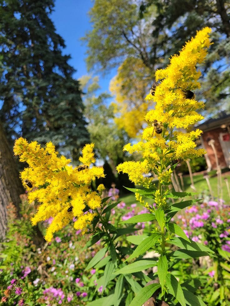 Here Are 10 Best Plants That Help Us Save Our Bees