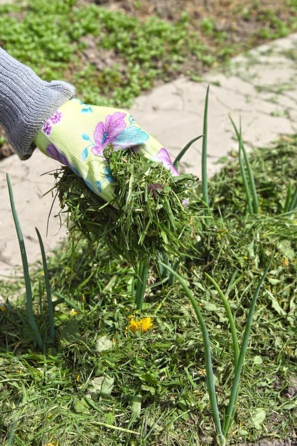 12 Homemade Fertilizers for Plants That Are Already in Your Kitchen