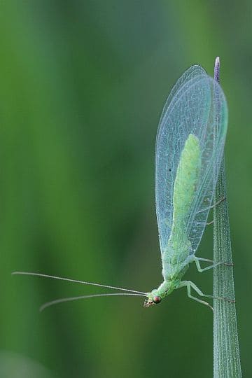 10 Beneficial Insects You Should Invite to Your Garden