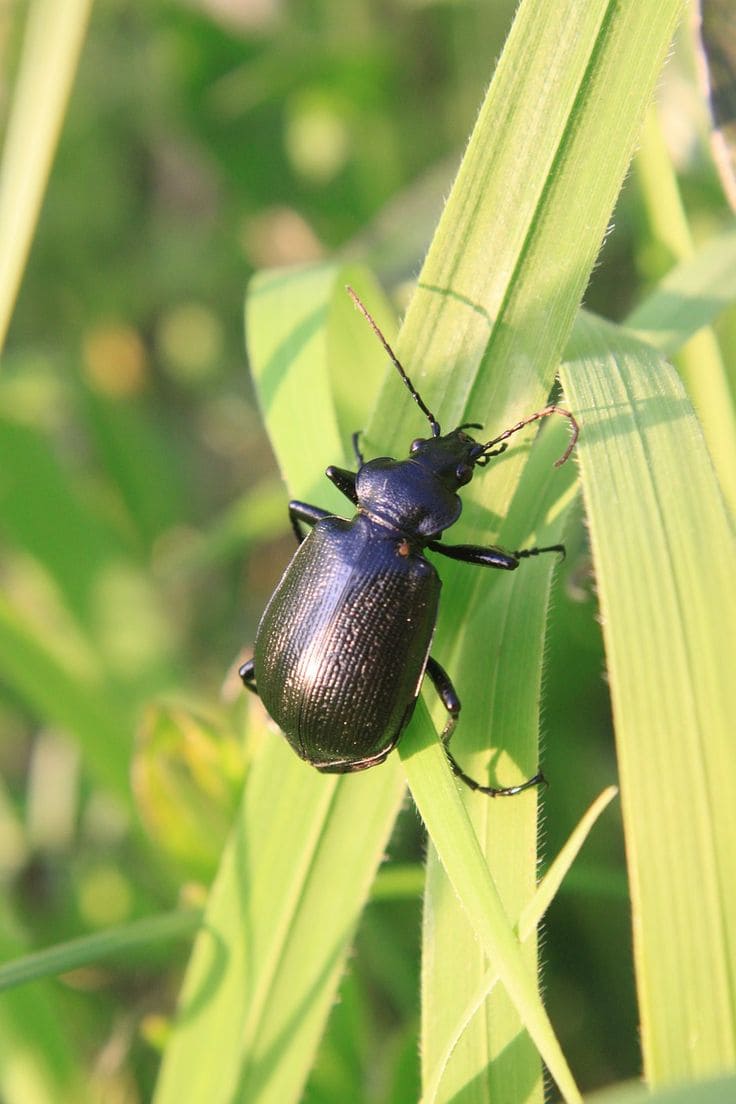 10 Beneficial Insects You Should Invite to Your Garden