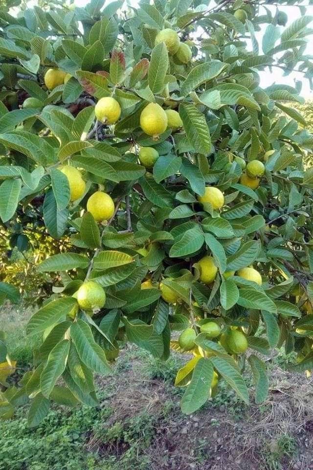 10 Fastest Fruit Trees That Will Reward You With Harvests in Just 1-2 Years